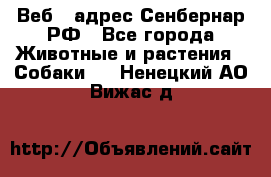 Веб – адрес Сенбернар.РФ - Все города Животные и растения » Собаки   . Ненецкий АО,Вижас д.